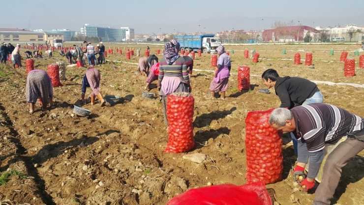 Yaz Patatesinde Son Günler