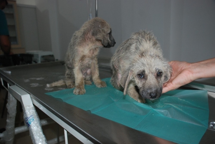 Bakımsız Köpekler Tedavi Altına Alındı