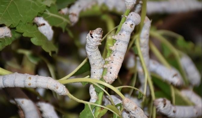 İpek Böcekçiliğine “Genç Kan” Takviyesi
