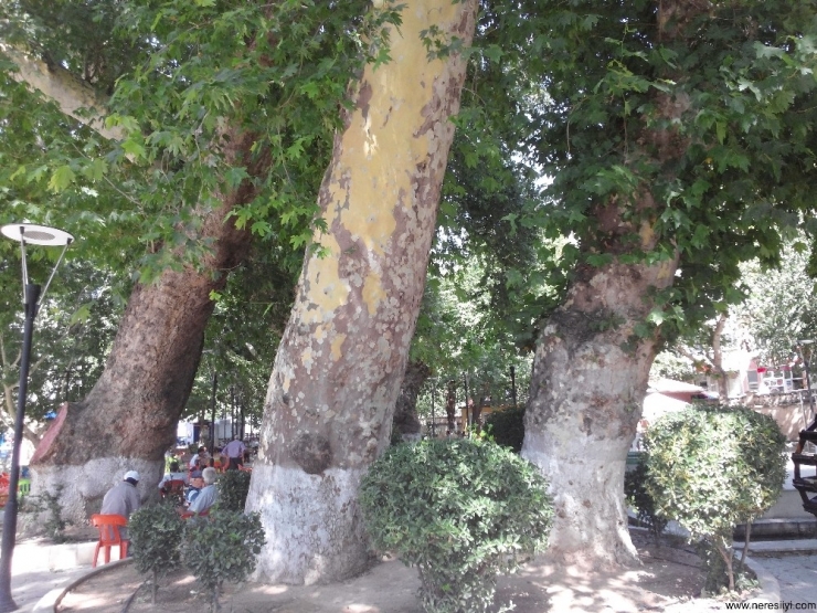 Asırlık Çınarlara Özel Bakım