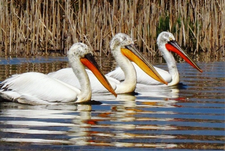 Türkiye’nin Botanik Bahçesi Dilek Yarımadası Yeni Ziyaretçilerini Bekliyor