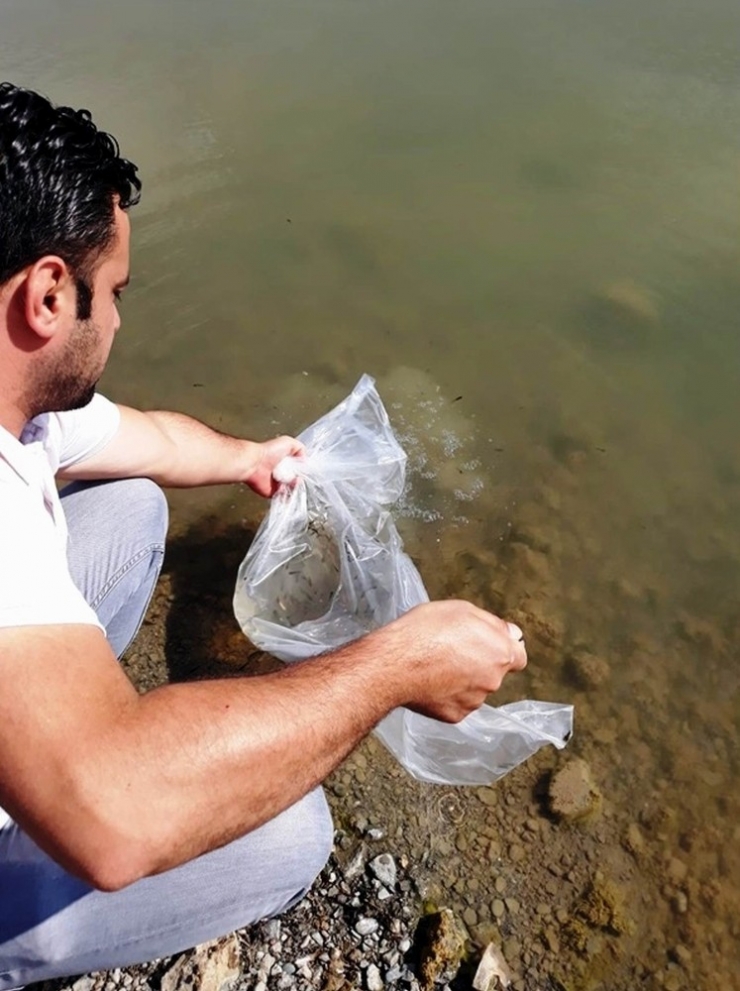 100 Bin Yavru Sazan Göllere Bırakıldı