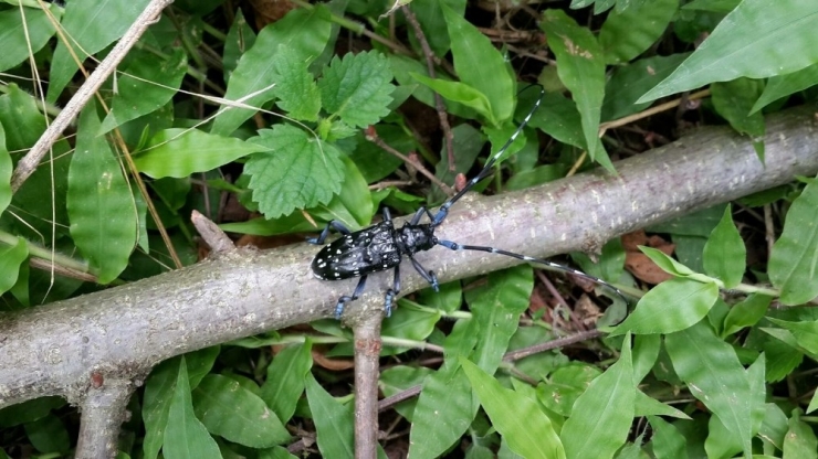 ’Drakula’nın Sesten Etkinlendiği Belirlendi