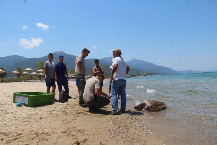 Güzelçamlı Sahilinde Ölü Caretta Caretta Bulundu