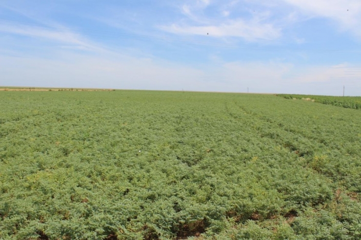 Kırklareli’nde Sözleşmeli Üretilen Nohutlar İncelendi