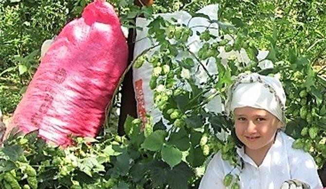 Şerbetçiotu’nun Fiyatı Belirlendi