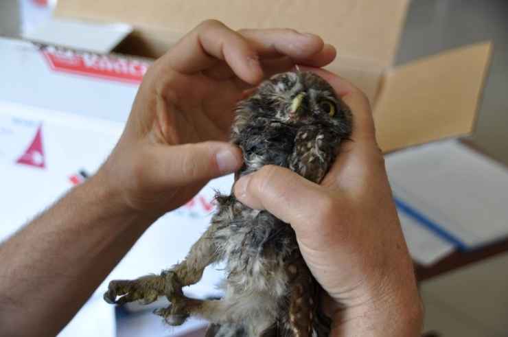 Yaralı Baykuş Tedavi Altına Alındı