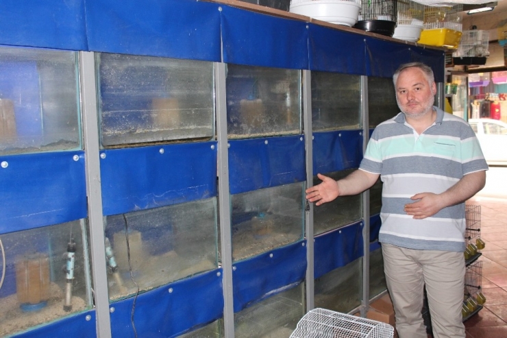 Suriye’deki İç Savaş, Türkiye’deki Akvaryum Balığı Sektörünü Vurdu