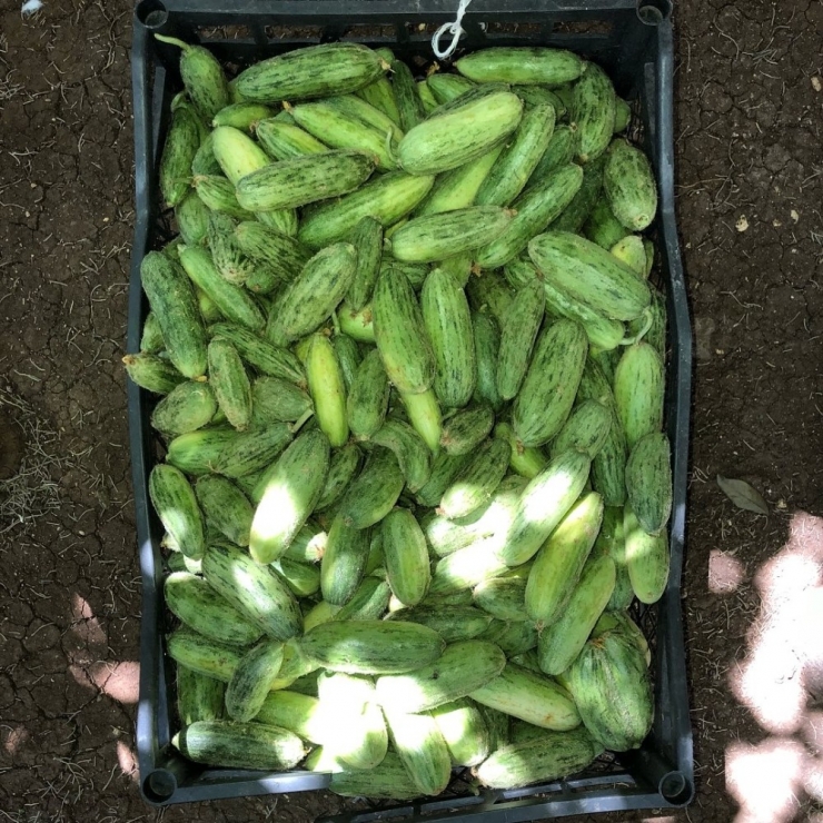 Kilis’te Kurutmalık Sezonu Açıldı