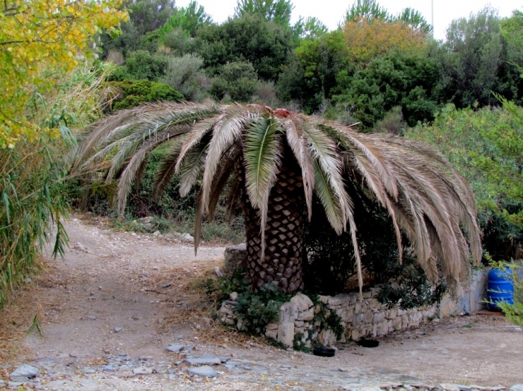 Çeşme’nin Palmiyeleri İçin Kırmızı Alarm