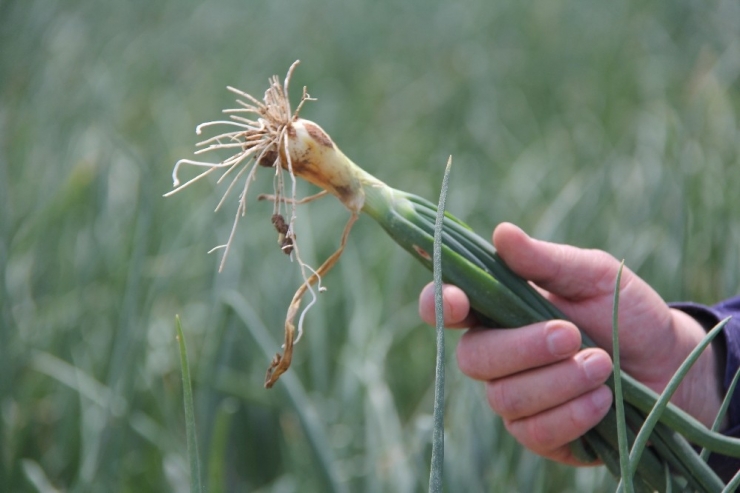 Soğan Üreticisinin En Büyük Sıkıntısı ‘Aracılar’ Ve ’Depolama’