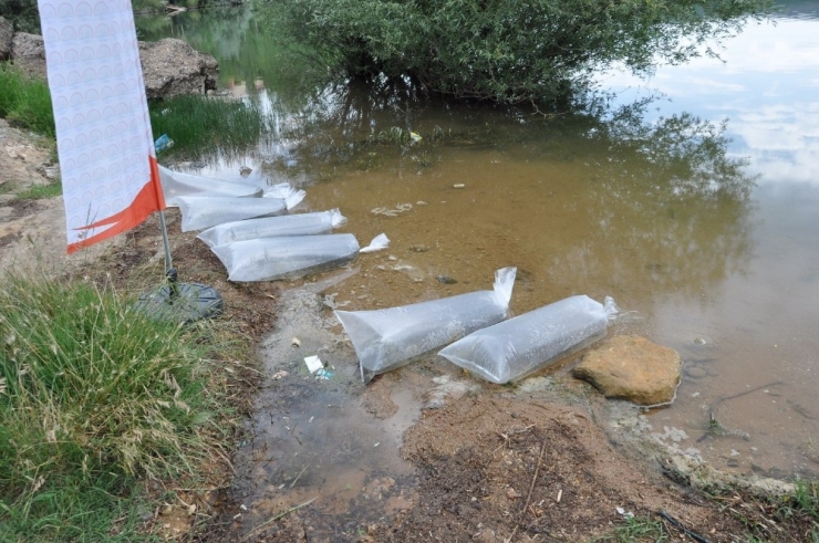 Uşak’ta Göletlere 100 Bin Yavru Balık Bırakıldı