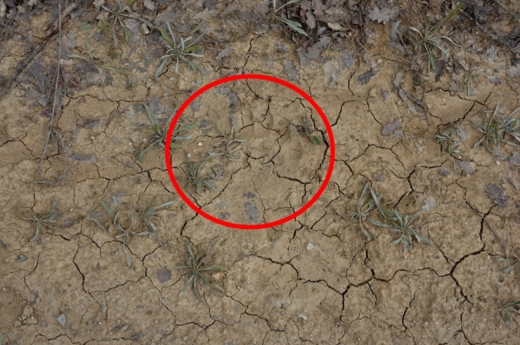 Uşak’ta Boz Ayı Görüldüğü İddiası