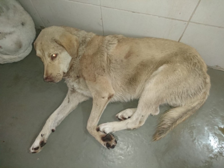 Isparta’da Av Tüfekli Köpek Katliamı