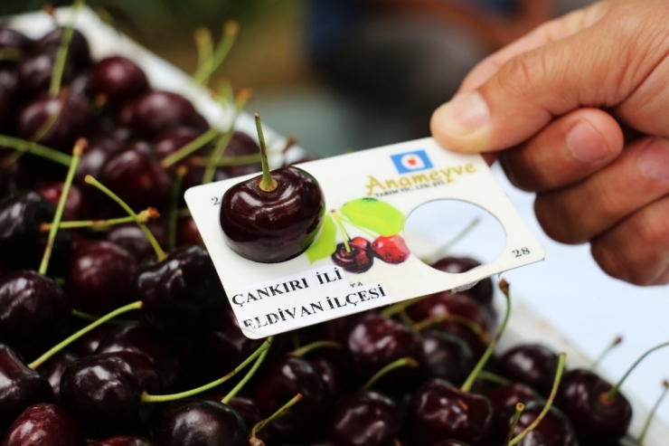 Eldivan’da Buzağı Ve Kiraz Yarışması