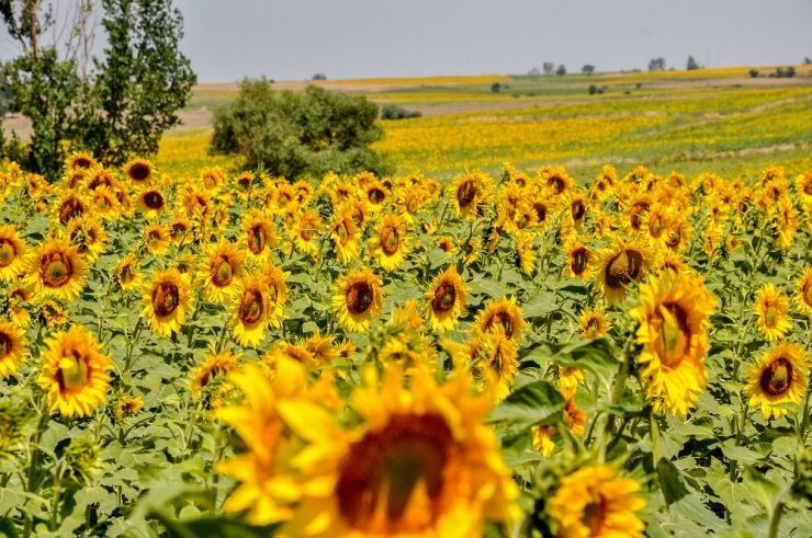 Trakya’nın “Sarı Gelin”i Çiçek Açtı