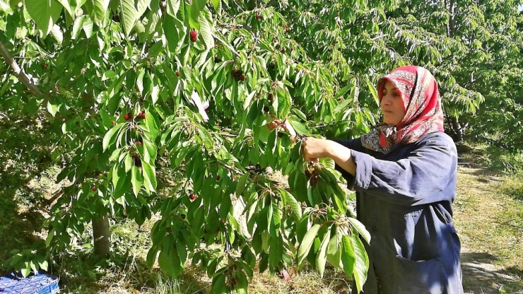 Kirazda Hasat Başladı Ancak Üretici Mutlu Değil