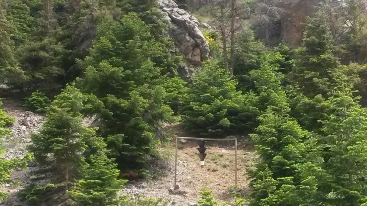Çam Ağaçları ‘Aşk Tuzağıyla’ Korunuyor
