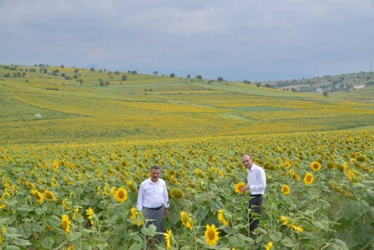Vezirköprü’de Ayçiçeği Güzelliği
