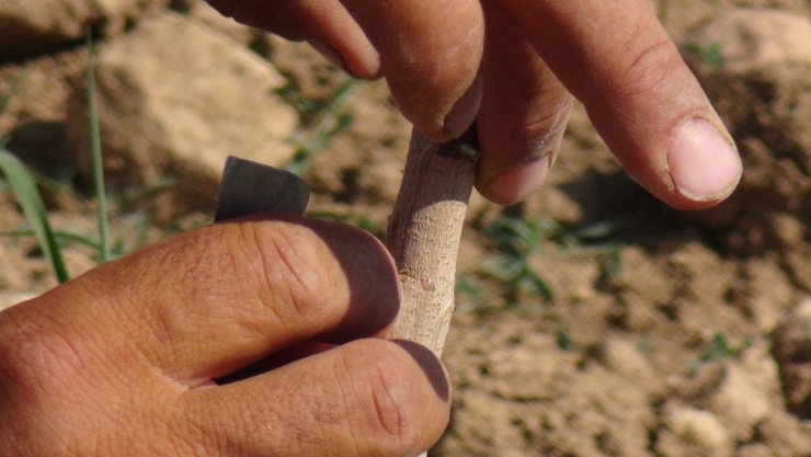 Gercüş’te Fıstık Ağaçları Aşılanmaya Başlandı