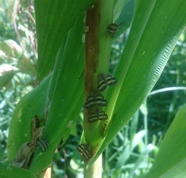 ’Vampir Kelebek’i Yok Etmek İçin Öldürücü Bitki Ekilecek
