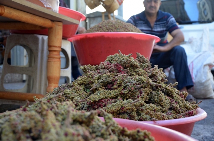 Kilis’te Sumak Ekşisi Piyasada