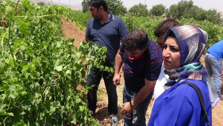 Gercüş’te Çiftçilere Eğitim