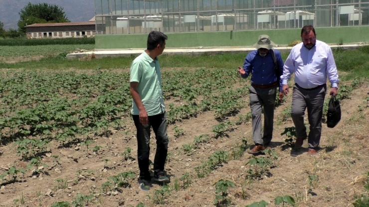 Dünya Pamuk Komitesi’nden Türk Pamuğuna Övgü