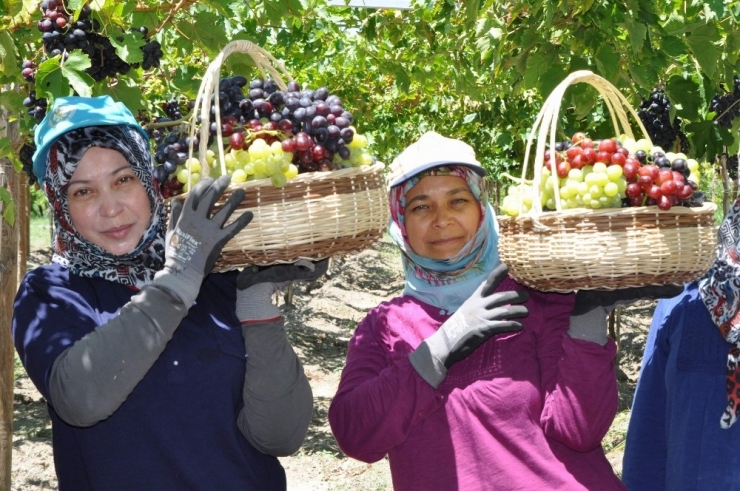 Üzümde İhracat Erken Başlıyor