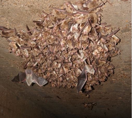 Öğünç: "Mağaralarda Yarasa Kozası Arayanlar Ekosisteme Zarar Veriyor"