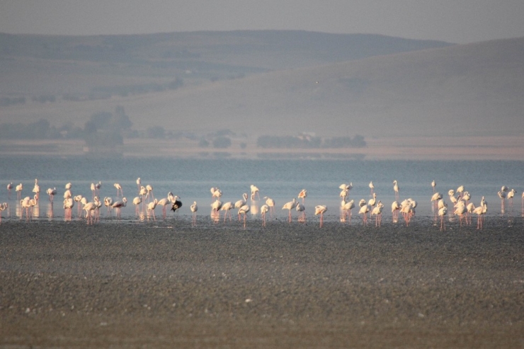 Seyfe Gölünde Flamingolar Arasındaki Turnalar Görenleri Şaşırttı