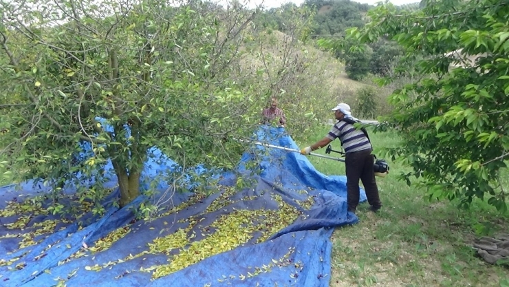 Vişnede Üretici Değil, İşçi Kazanıyor