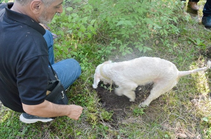Bolu’da Trüf Avcılığı Ve Yetiştiriciliği Eğitimi Verildi