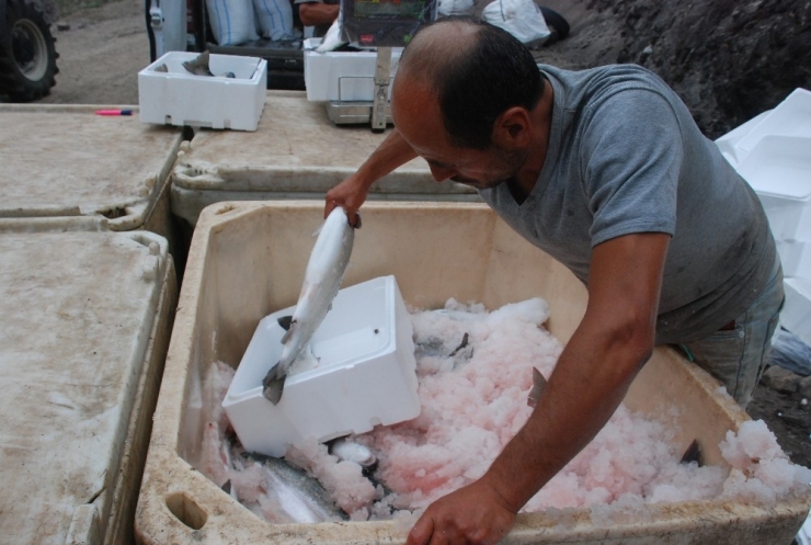 Tokat’tan Japonya’ya Somon İhracatı