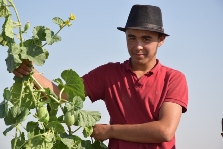 Şanlıurfa’da Şelengo Hasadı Başladı