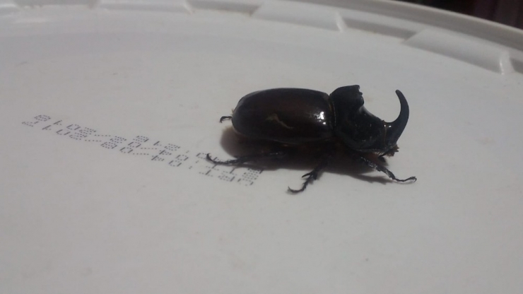 Ağrı’da Gergedan Böceği Bulundu