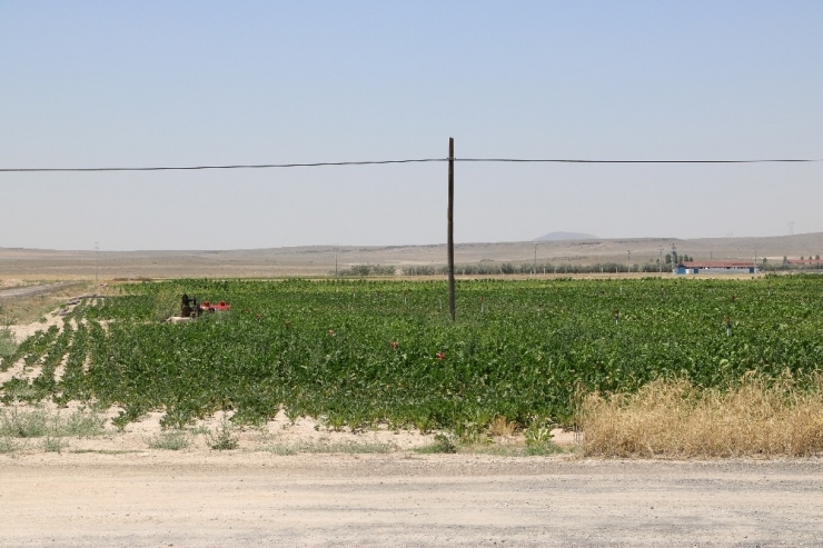 Çukurkuyu’da Tarıma Dayalı Hayvancılık Bölgesi Kuruldu