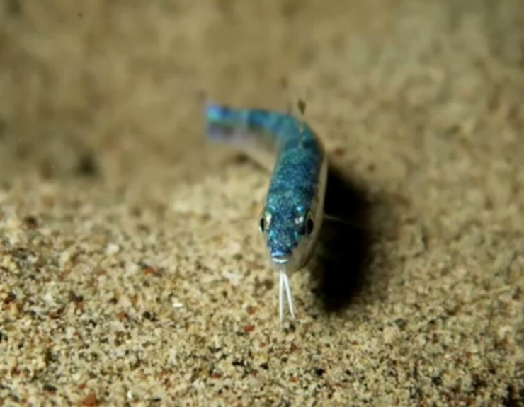 Kızıldeniz’den Geldi, İlk Kez Görüntülendi