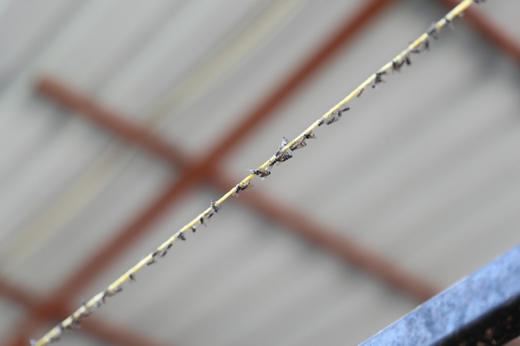 Kara Sinekle Mücadelede Türkiye’de Bir İlk