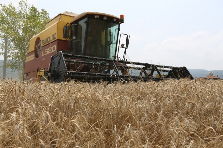 Nilüfer’de Ekolojik Buğday