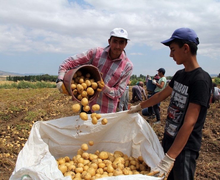 Çorum’da Patates Hasadı Başladı
