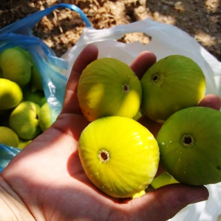 Aydın’ın Dünyaca Ünlü Sarılop İnciri Olgunlaştı