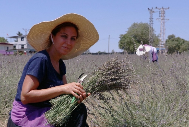 Lavanta İşine Giren Ev Hanımı, Gözünü Yurt Dışına Dikti