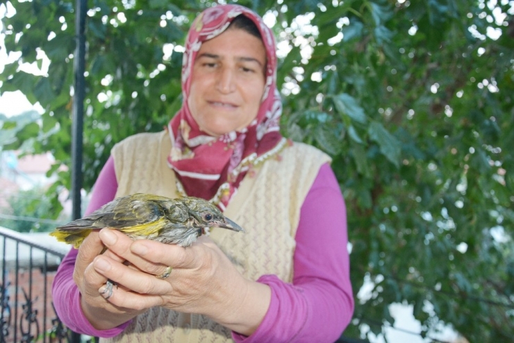 Halsizlikten Balkona Düşen Sarı Asma Kuşuna Sahip Çıktılar