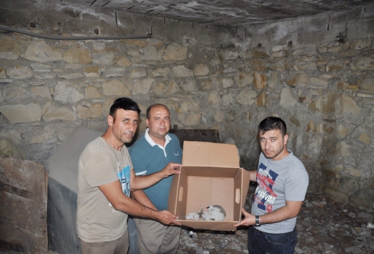 Yaralı Kediye Vatandaş Şefkati