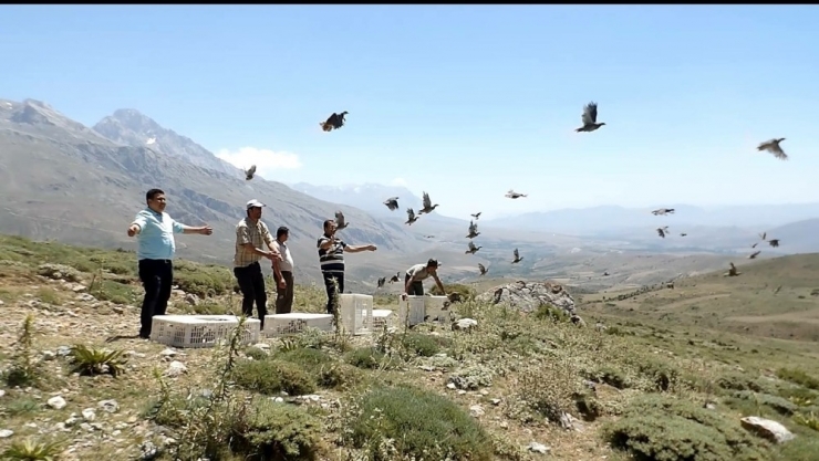 Niğde’de Kınalı Keklikler Doğayla Buluştu