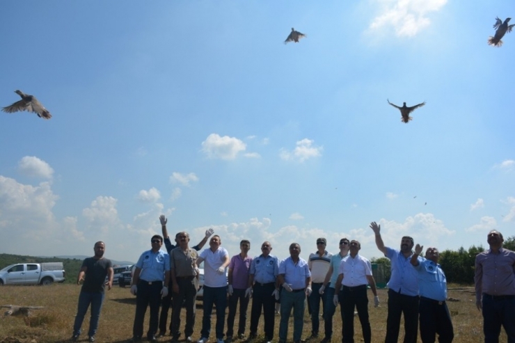 200 Keklik, Dilovası’nda Doğaya Salındı