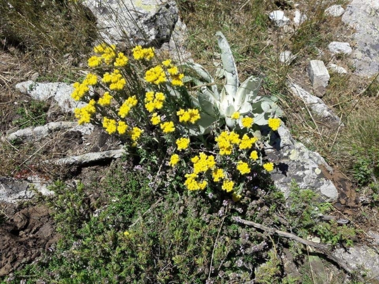 Emet’te ’Sarı Ot’ Hasadı