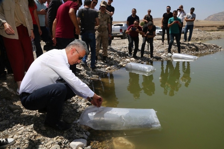 Yavru Balıklar Dicle’ye Kavuştu
