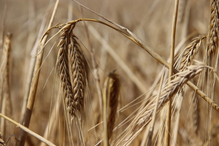 Türkiye’nin Buğday Ambarında Hasat Başladı